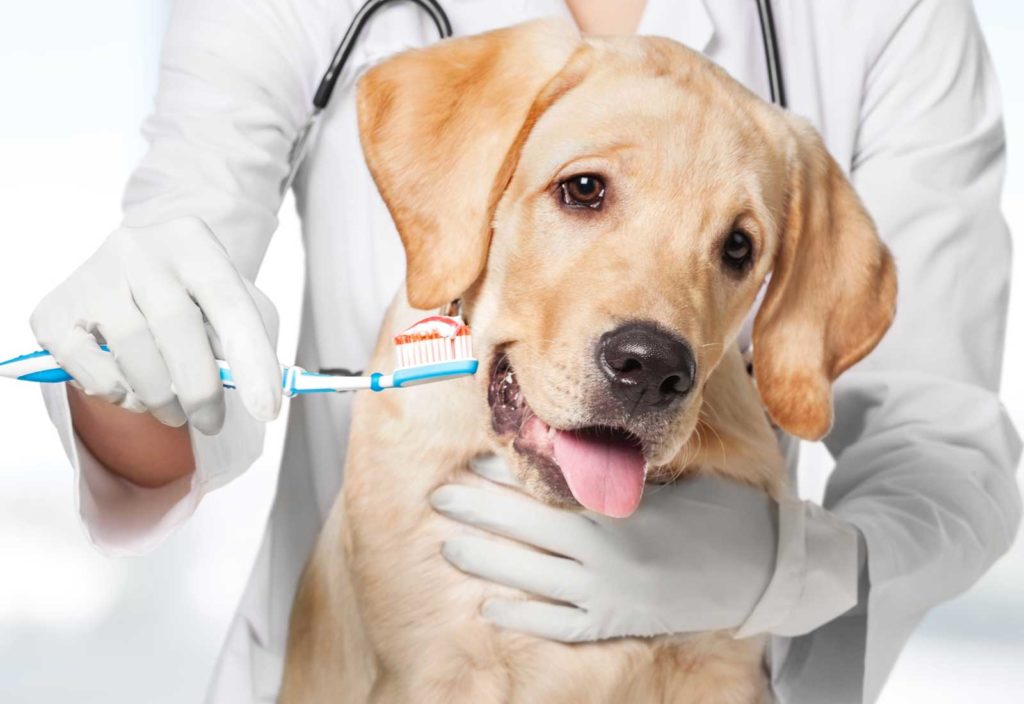 Dentistry for pets